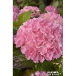 Hortensia BIG DATA PINK 100cm Silence ca pousse de Plantes Silence ça pousse dans Plantes à petits fruits (kiwi, myrtilles, g...