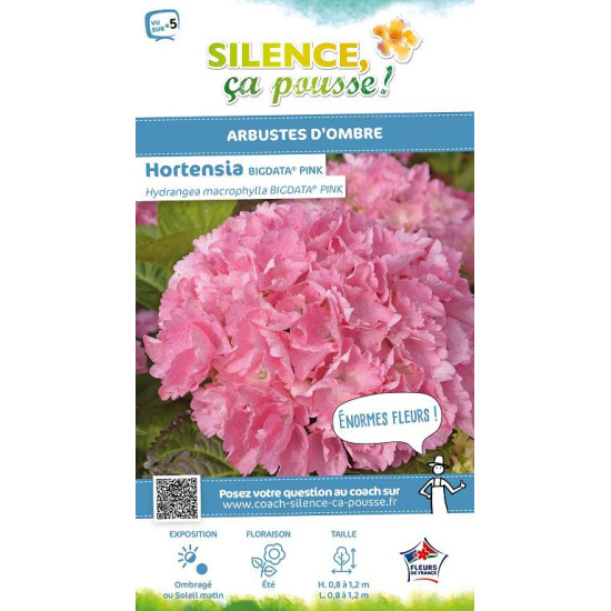 Hortensia BIG DATA PINK 100cm Silence ca pousse de Plantes Silence ça pousse dans Plantes à petits fruits (kiwi, myrtilles, g...