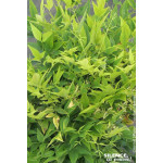 Bambou sacre MAGICAL LEMON LIME 80cm de Plantes Silence ça pousse dans Arbustes persistants en livraison