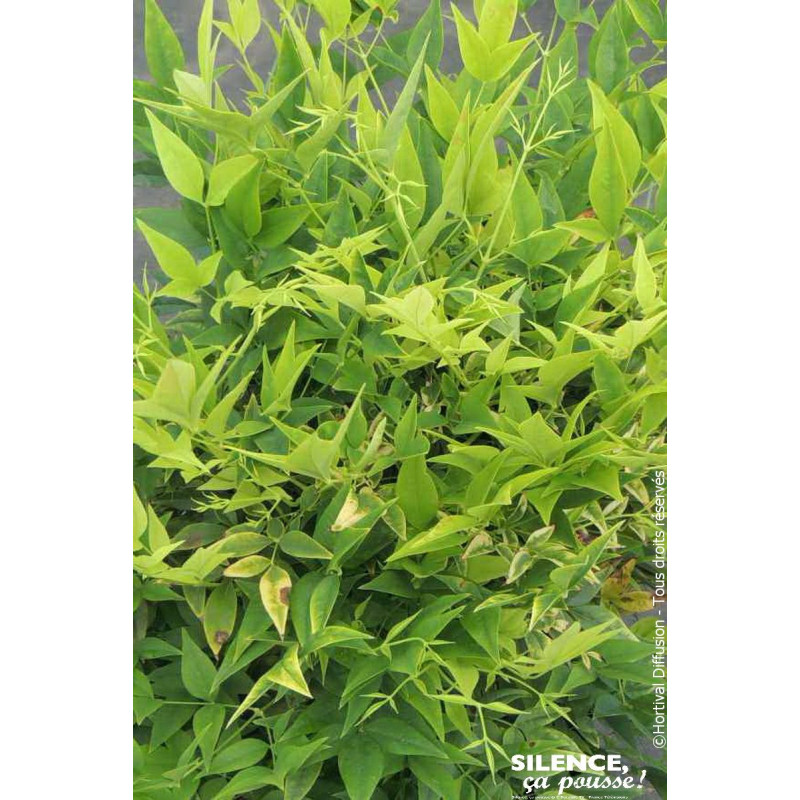 Bambou sacre MAGICAL LEMON LIME 80cm de Plantes Silence ça pousse dans Arbustes persistants en livraison