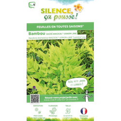 Bambou sacre MAGICAL LEMON LIME 80cm de Plantes Silence ça pousse dans Arbustes persistants en livraison
