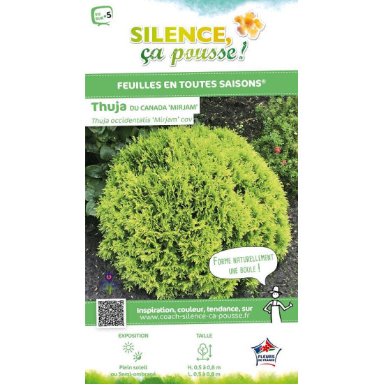 Thuja du Canada Mirjam 80cm Silence ca pousse de Plantes Silence ça pousse dans Conifères de rocailles en livraison