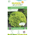 Thuja du Canada Mirjam 80cm Silence ca pousse de Plantes Silence ça pousse dans Conifères de rocailles en livraison