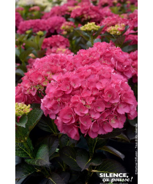 Hortensia Julisa 50cm Silence ca pousse de Plantes Silence ça pousse dans Plantes à petits fruits (kiwi, myrtilles, groseille...