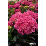 Hortensia Julisa 50cm Silence ca pousse de Plantes Silence ça pousse dans Plantes à petits fruits (kiwi, myrtilles, groseille...