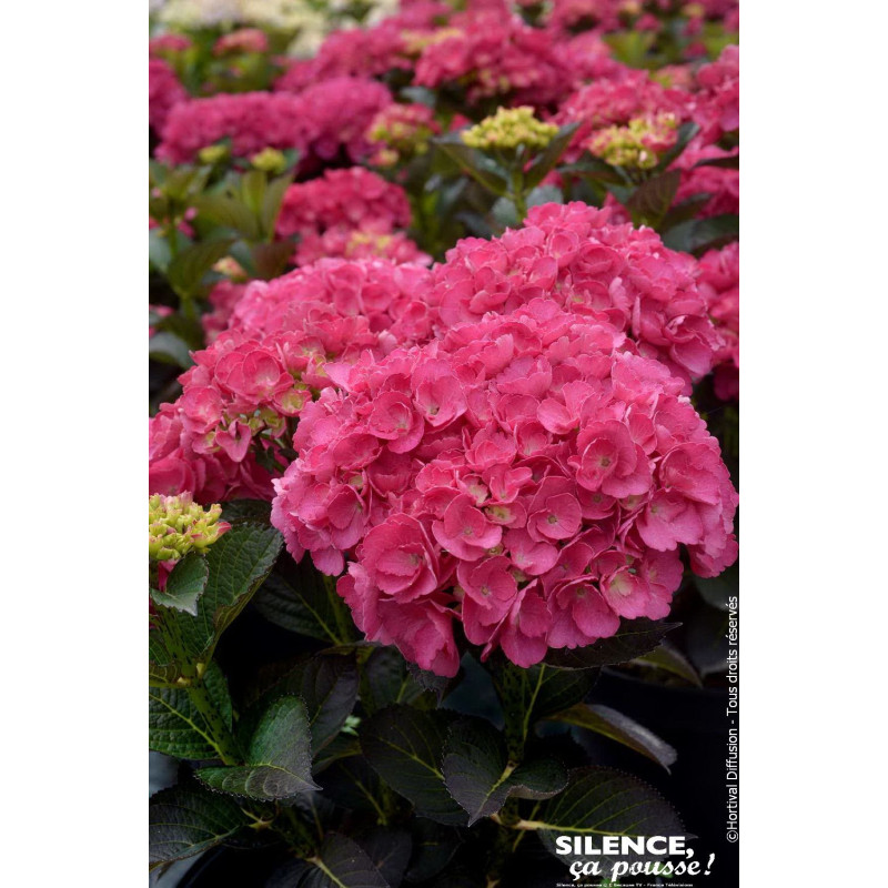Hortensia Julisa 50cm Silence ca pousse de Plantes Silence ça pousse dans Plantes à petits fruits (kiwi, myrtilles, groseille...