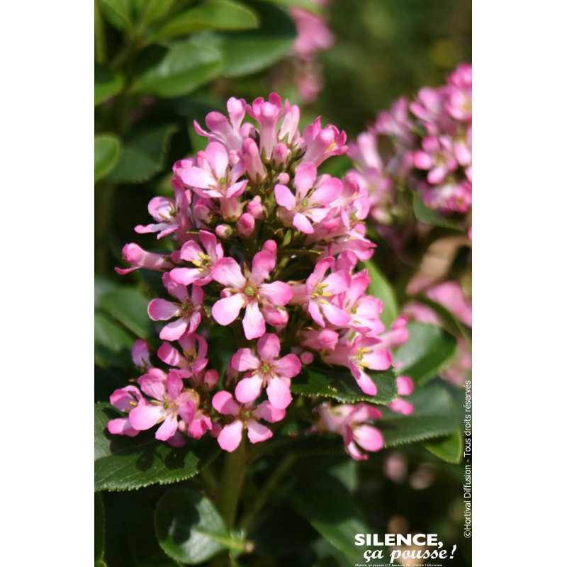 ESCALLONIA LA,PINK ELLE cov C4,5 TF/BU de Plantes Silence ça pousse dans Arbustes persistants en livraison