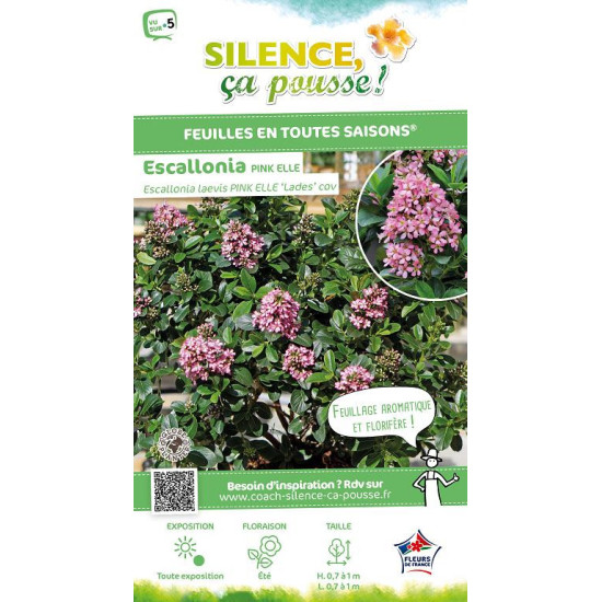 ESCALLONIA LA,PINK ELLE cov C4,5 TF/BU de Plantes Silence ça pousse dans Arbustes persistants en livraison