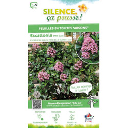 ESCALLONIA LA,PINK ELLE cov C4,5 TF/BU de Plantes Silence ça pousse dans Arbustes persistants en livraison