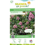 ESCALLONIA LA,PINK ELLE cov C4,5 TF/BU de Plantes Silence ça pousse dans Arbustes persistants en livraison