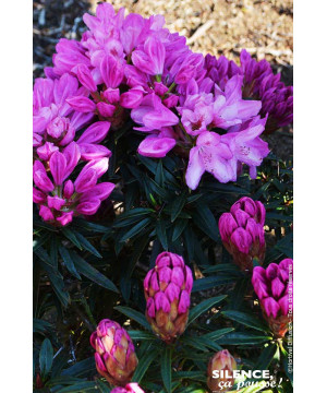 Rhododendron Graziella 80cm Silence ca pousse de Plantes Silence ça pousse dans Plantes à petits fruits (kiwi, myrtilles, gro...