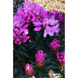 Rhododendron Graziella 80cm Silence ca pousse de Plantes Silence ça pousse dans Plantes à petits fruits (kiwi, myrtilles, gro...
