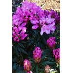 Rhododendron Graziella 80cm Silence ca pousse de Plantes Silence ça pousse dans Plantes à petits fruits (kiwi, myrtilles, gro...