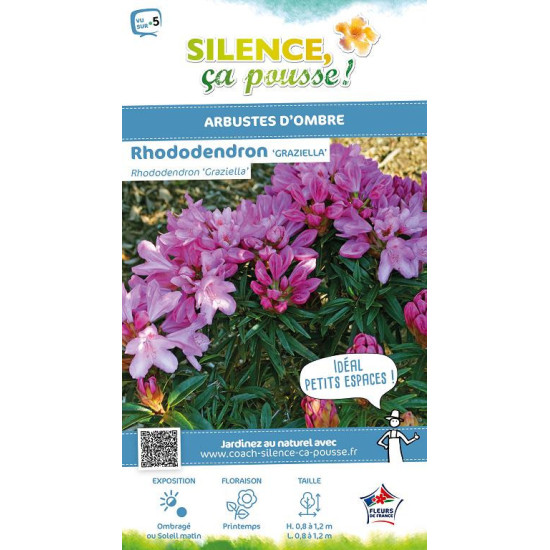 Rhododendron Graziella 80cm Silence ca pousse de Plantes Silence ça pousse dans Plantes à petits fruits (kiwi, myrtilles, gro...