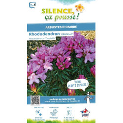 Rhododendron Graziella 80cm Silence ca pousse de Plantes Silence ça pousse dans Plantes à petits fruits (kiwi, myrtilles, gro...