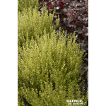 Chevrefeuille arbustif brillant compact 80cm de Plantes Silence ça pousse dans Arbustes persistants en livraison