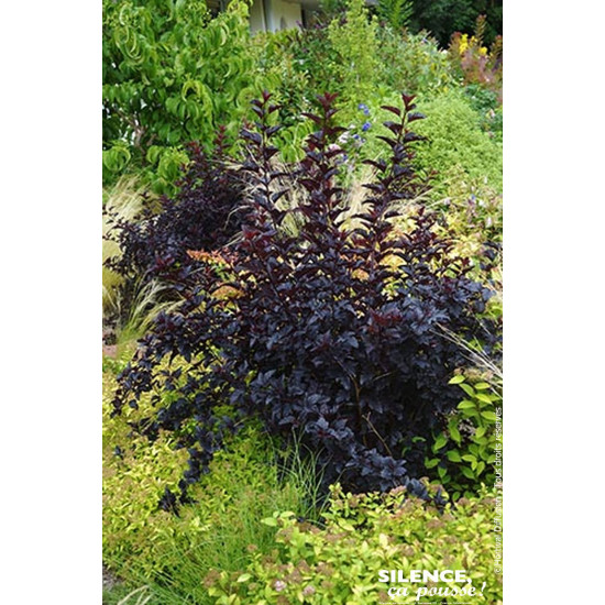 Physocarpus a feuilles dobier BLACK LIGHT 140 de Plantes Silence ça pousse dans ZZ hortival