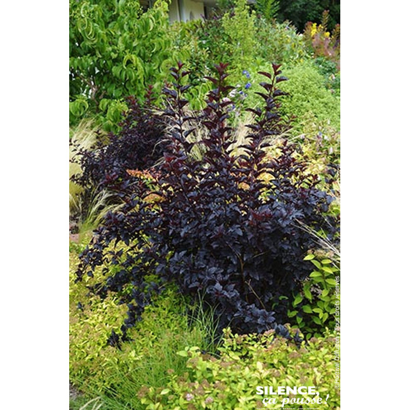 Physocarpus a feuilles dobier BLACK LIGHT 140 de Plantes Silence ça pousse dans ZZ hortival