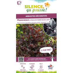 Physocarpus a feuilles dobier BLACK LIGHT 140 de Plantes Silence ça pousse dans ZZ hortival