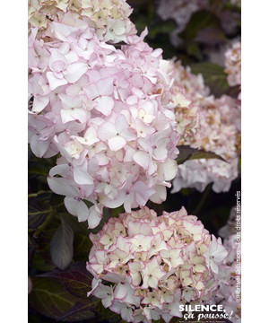 HORTENSIA DOLCE FRANCE C10 10BR + de Plantes Silence ça pousse dans Plantes à petits fruits (kiwi, myrtilles, groseilles, cas...