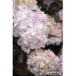 HORTENSIA DOLCE FRANCE C10 10BR + de Plantes Silence ça pousse dans Plantes à petits fruits (kiwi, myrtilles, groseilles, cas...