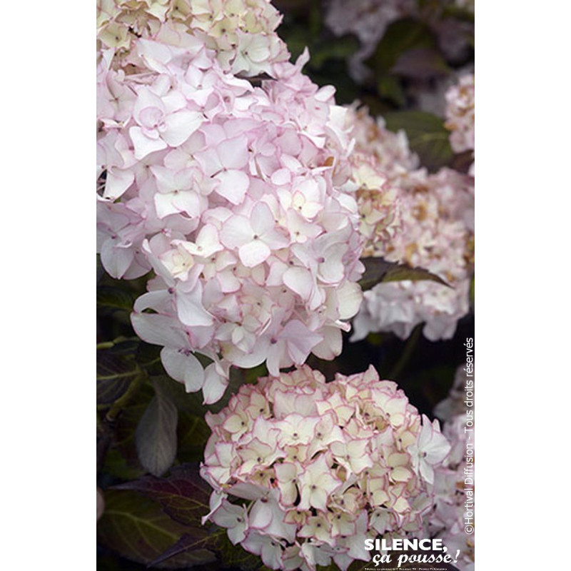 HORTENSIA DOLCE FRANCE C10 10BR + de Plantes Silence ça pousse dans Plantes à petits fruits (kiwi, myrtilles, groseilles, cas...