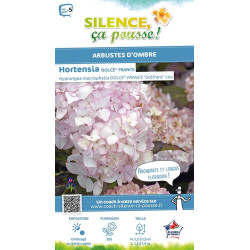 HORTENSIA DOLCE FRANCE C10 10BR + de Plantes Silence ça pousse dans Plantes à petits fruits (kiwi, myrtilles, groseilles, cas...