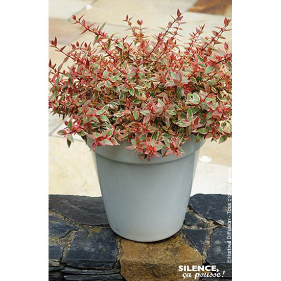 Abelia TRICOLOR CHARM 65cm Silence ca pousse de Plantes Silence ça pousse dans Arbustes persistants en livraison