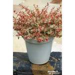 Abelia TRICOLOR CHARM 65cm Silence ca pousse de Plantes Silence ça pousse dans Arbustes persistants en livraison