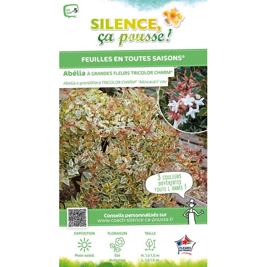 Abelia TRICOLOR CHARM 65cm Silence ca pousse de Plantes Silence ça pousse dans Arbustes persistants en livraison