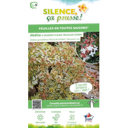 Abelia TRICOLOR CHARM 65cm Silence ca pousse de Plantes Silence ça pousse dans Arbustes persistants en livraison