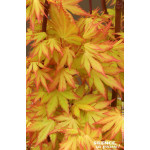 ACER PAL,ORANGE DREAM C10 TG de Plantes Silence ça pousse dans Plantes à petits fruits (kiwi, myrtilles, groseilles, cassis, ...