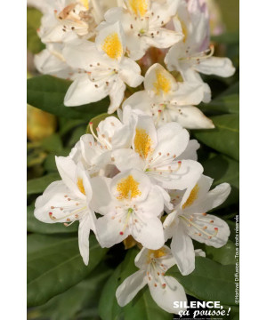 Rhododendron hybride Madame Masson 80cm de Plantes Silence ça pousse dans ZZ hortival