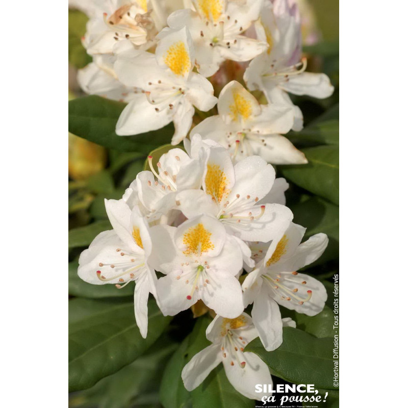 Rhododendron hybride Madame Masson 80cm de Plantes Silence ça pousse dans ZZ hortival
