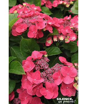 Hortensia DOLCE FRAGOLA 85cm Silence ca pousse de Plantes Silence ça pousse dans Plantes à petits fruits (kiwi, myrtilles, gr...