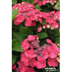 Hortensia DOLCE FRAGOLA 85cm Silence ca pousse de Plantes Silence ça pousse dans Plantes à petits fruits (kiwi, myrtilles, gr...