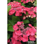 Hortensia DOLCE FRAGOLA 85cm Silence ca pousse de Plantes Silence ça pousse dans Plantes à petits fruits (kiwi, myrtilles, gr...