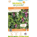 Arbre a faisans Purple Rain 120cm de Plantes Silence ça pousse dans Arbustes caducs en livraison