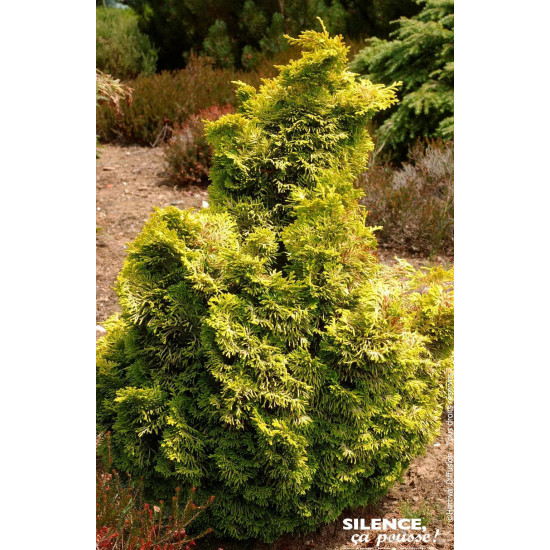 Faux cypres dHinoki Aurora 50cm de Plantes Silence ça pousse dans Conifères de rocailles en livraison
