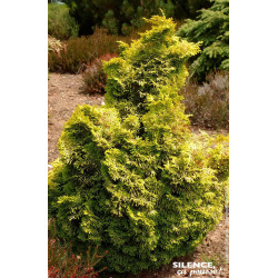 Faux cypres dHinoki Aurora 50cm de Plantes Silence ça pousse dans Conifères de rocailles en livraison