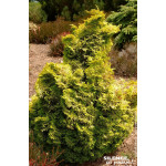 Faux cypres dHinoki Aurora 50cm de Plantes Silence ça pousse dans Conifères de rocailles en livraison