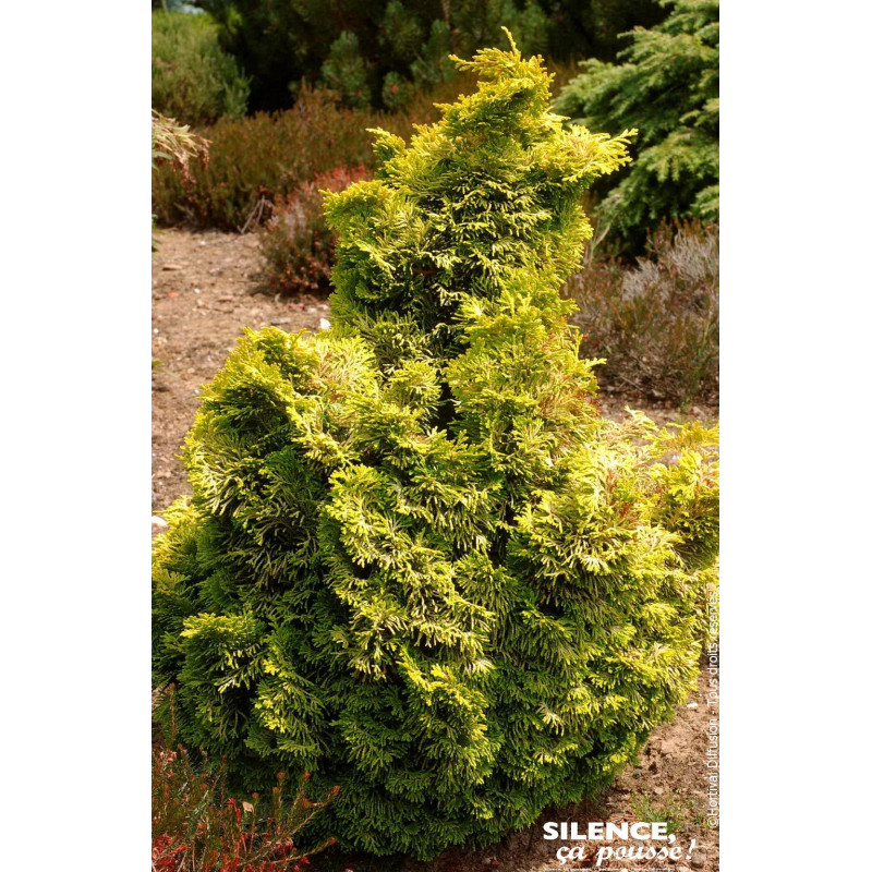 Faux cypres dHinoki Aurora 50cm de Plantes Silence ça pousse dans Conifères de rocailles en livraison