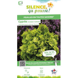 Faux cypres dHinoki Aurora 50cm de Plantes Silence ça pousse dans Conifères de rocailles en livraison