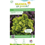 Faux cypres dHinoki Aurora 50cm de Plantes Silence ça pousse dans Conifères de rocailles en livraison