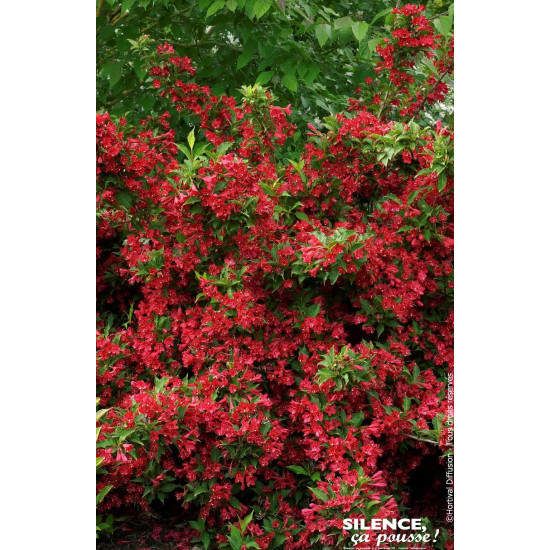 WEIGELA RED PRINCE C4,5 TF/BU de Plantes Silence ça pousse dans Arbustes caducs en livraison
