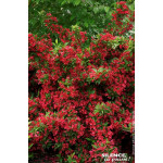WEIGELA RED PRINCE C4,5 TF/BU de Plantes Silence ça pousse dans Arbustes caducs en livraison