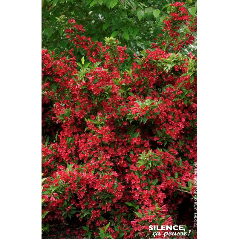 WEIGELA RED PRINCE C4,5 TF/BU de Plantes Silence ça pousse dans Arbustes caducs en livraison