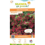 WEIGELA RED PRINCE C4,5 TF/BU de Plantes Silence ça pousse dans Arbustes caducs en livraison