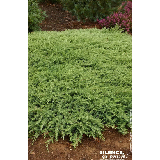 JUNIPERUS CONF,SLAGER C4,5 de Plantes Silence ça pousse dans Conifères de rocailles en livraison