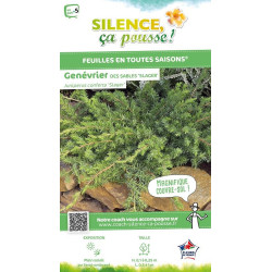 JUNIPERUS CONF,SLAGER C4,5 de Plantes Silence ça pousse dans Conifères de rocailles en livraison